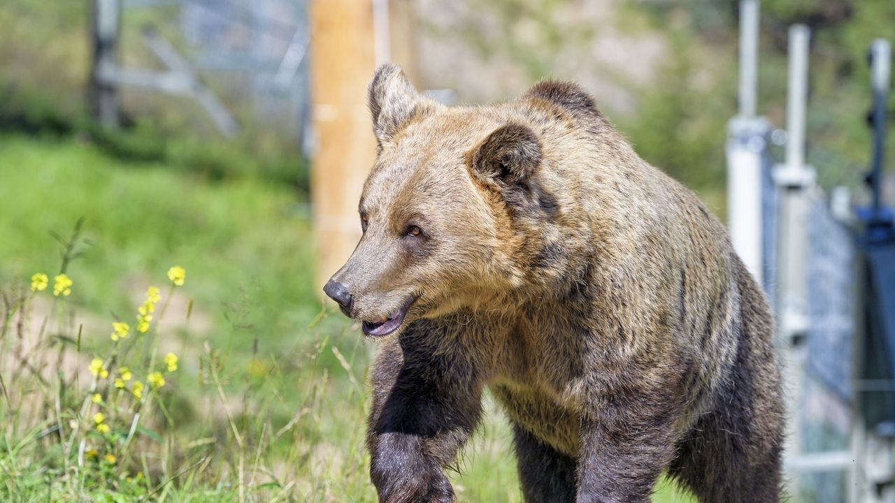 Wallpaper brown bear, bear, predator, muzzle