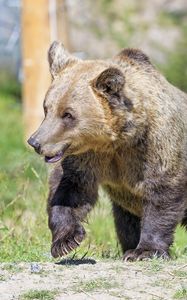 Preview wallpaper brown bear, bear, predator, muzzle