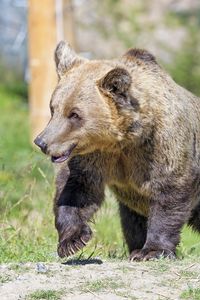 Preview wallpaper brown bear, bear, predator, muzzle