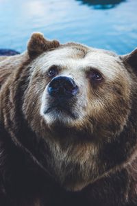 Preview wallpaper brown bear, bear, sight, fur