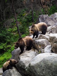 Preview wallpaper brown bear, bears, predator, stones