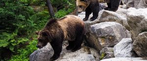 Preview wallpaper brown bear, bears, predator, stones