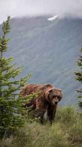 Preview wallpaper brown bear, bears, predator, grass, trees