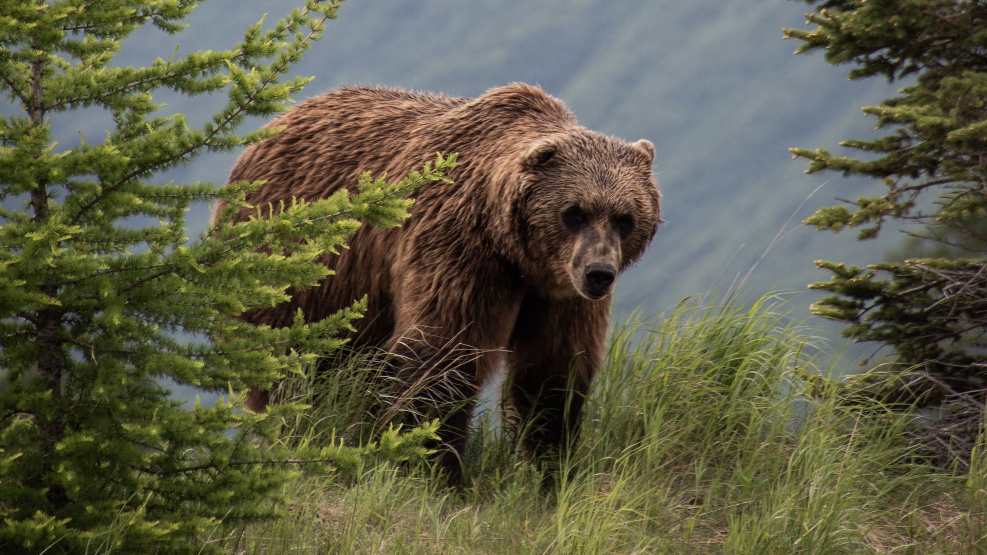 Download wallpaper 1920x1080 brown bear, bears, predator, grass, trees ...