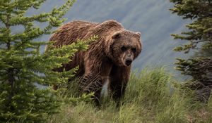 Preview wallpaper brown bear, bears, predator, grass, trees
