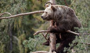 Preview wallpaper brown bear, branch, sitting, forest