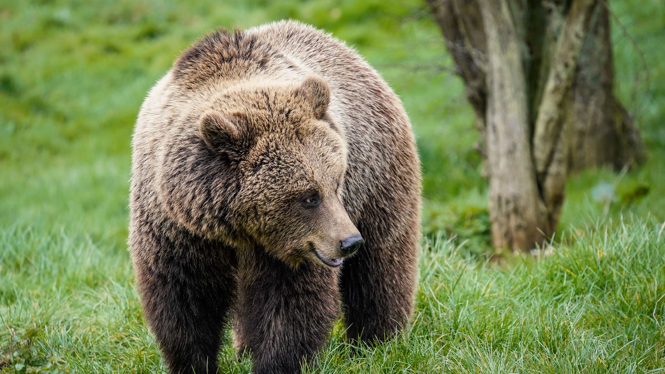 Download wallpaper 1366x768 brown bear, cute, head tablet, laptop hd ...