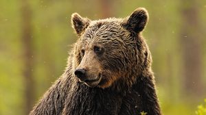 Preview wallpaper brown bear, face, beautiful, background
