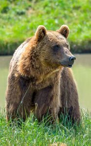 Preview wallpaper brown bear, face, predator