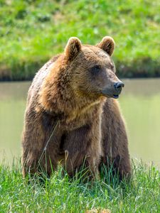 Preview wallpaper brown bear, face, predator