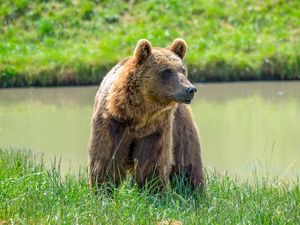 Preview wallpaper brown bear, face, predator