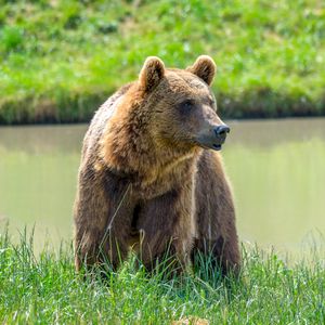 Preview wallpaper brown bear, face, predator