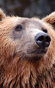 Preview wallpaper brown bear, fur, snout