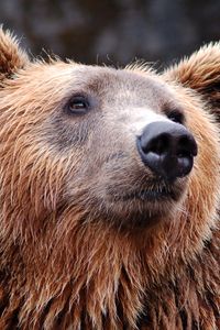 Preview wallpaper brown bear, fur, snout