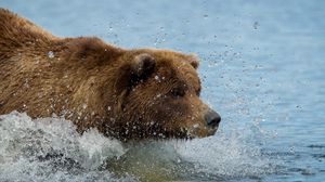 Preview wallpaper brown bear, grizzly bear, water, swim