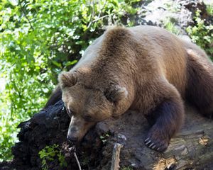 Preview wallpaper brown bear, lying, animal, tree