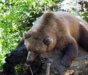 Preview wallpaper brown bear, lying, animal, tree
