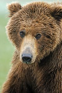 Preview wallpaper brown bear, nose, hair, wet