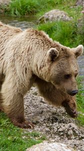 Preview wallpaper brown bear, siberian bear, walk