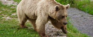 Preview wallpaper brown bear, siberian bear, walk