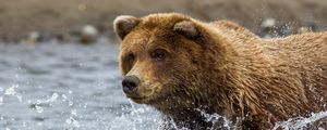 Preview wallpaper brown bear, water, spray