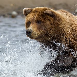 Preview wallpaper brown bear, water, spray