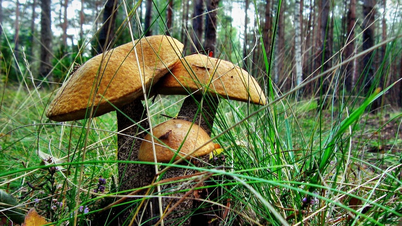 Wallpaper brown cap boletus, three, grass, earth