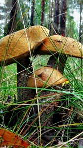 Preview wallpaper brown cap boletus, three, grass, earth