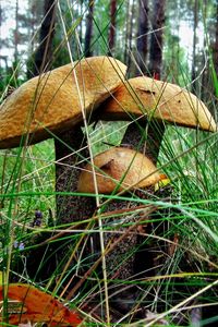 Preview wallpaper brown cap boletus, three, grass, earth