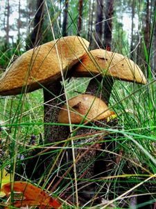 Preview wallpaper brown cap boletus, three, grass, earth