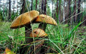 Preview wallpaper brown cap boletus, three, grass, earth