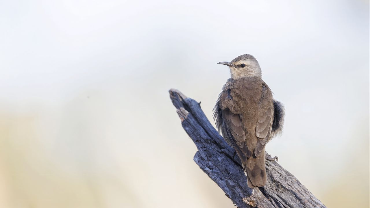 Wallpaper brown treecreeper, bird, wildlife