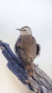 Preview wallpaper brown treecreeper, bird, wildlife