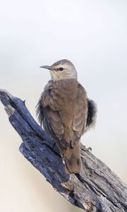 Preview wallpaper brown treecreeper, bird, wildlife