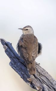 Preview wallpaper brown treecreeper, bird, wildlife