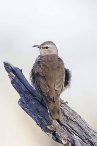 Preview wallpaper brown treecreeper, bird, wildlife