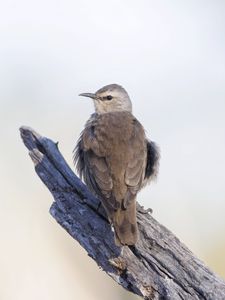 Preview wallpaper brown treecreeper, bird, wildlife