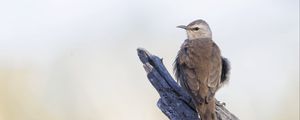 Preview wallpaper brown treecreeper, bird, wildlife