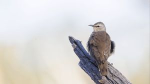 Preview wallpaper brown treecreeper, bird, wildlife