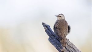 Preview wallpaper brown treecreeper, bird, wildlife