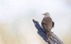 Preview wallpaper brown treecreeper, bird, wildlife