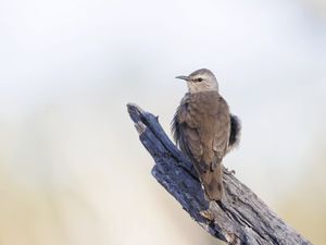 Preview wallpaper brown treecreeper, bird, wildlife
