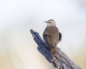 Preview wallpaper brown treecreeper, bird, wildlife