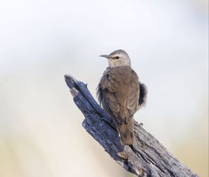 Preview wallpaper brown treecreeper, bird, wildlife