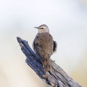 Preview wallpaper brown treecreeper, bird, wildlife