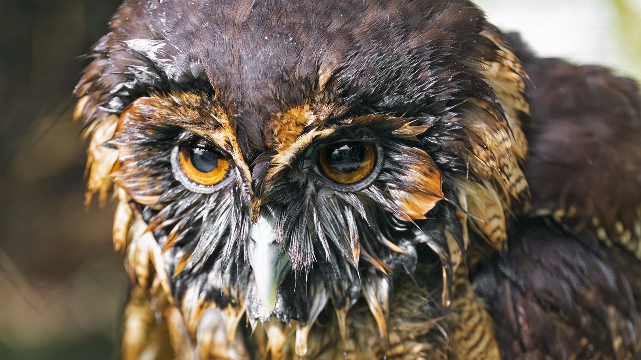 Wallpaper brown wood owl, owl, bird