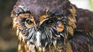 Preview wallpaper brown wood owl, owl, bird