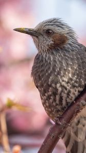Preview wallpaper brown-eared bulbul, bird, beak, wildlife