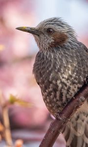 Preview wallpaper brown-eared bulbul, bird, beak, wildlife