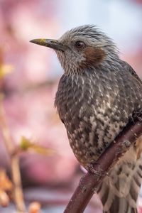 Preview wallpaper brown-eared bulbul, bird, beak, wildlife